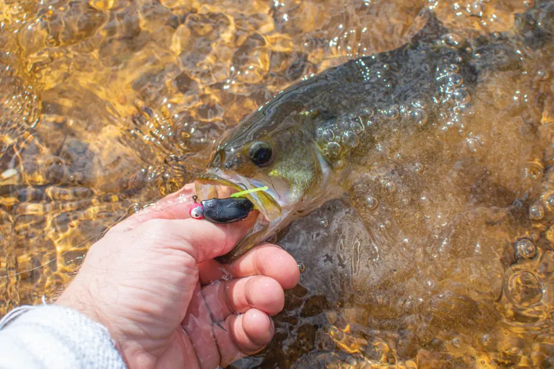 Crack the Spawn Code: How to Find the Bass Beds That Actually Hold Fish