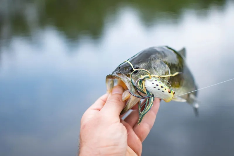 Four Hours, Five Bass: How to Engineer a Killer Morning Session from the Kayak
