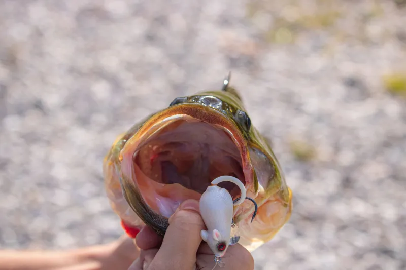 Let Tournament Anglers Do Your Homework: How Kayak Fishermen Can Poach Patterns Without Paying an Entry Fee