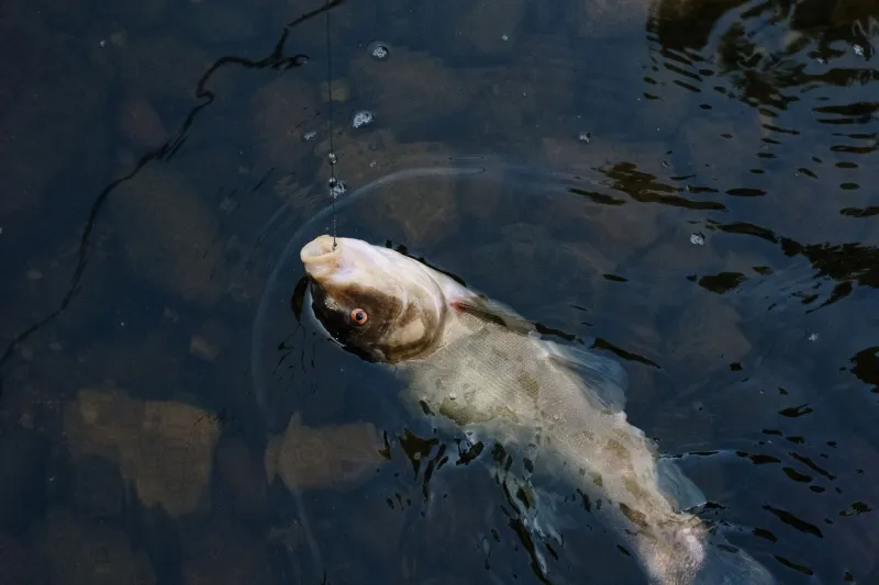 Stop Fighting the Wind — Start Following It to Bass
